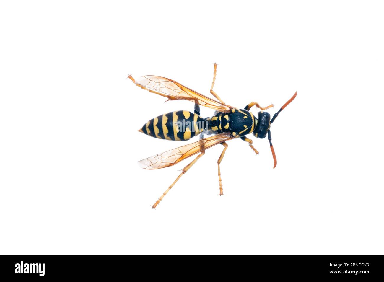 European aper wasp (Polistes dominulus) Burgundy, France, April. Meetyourneighbours.net project Stock Photo