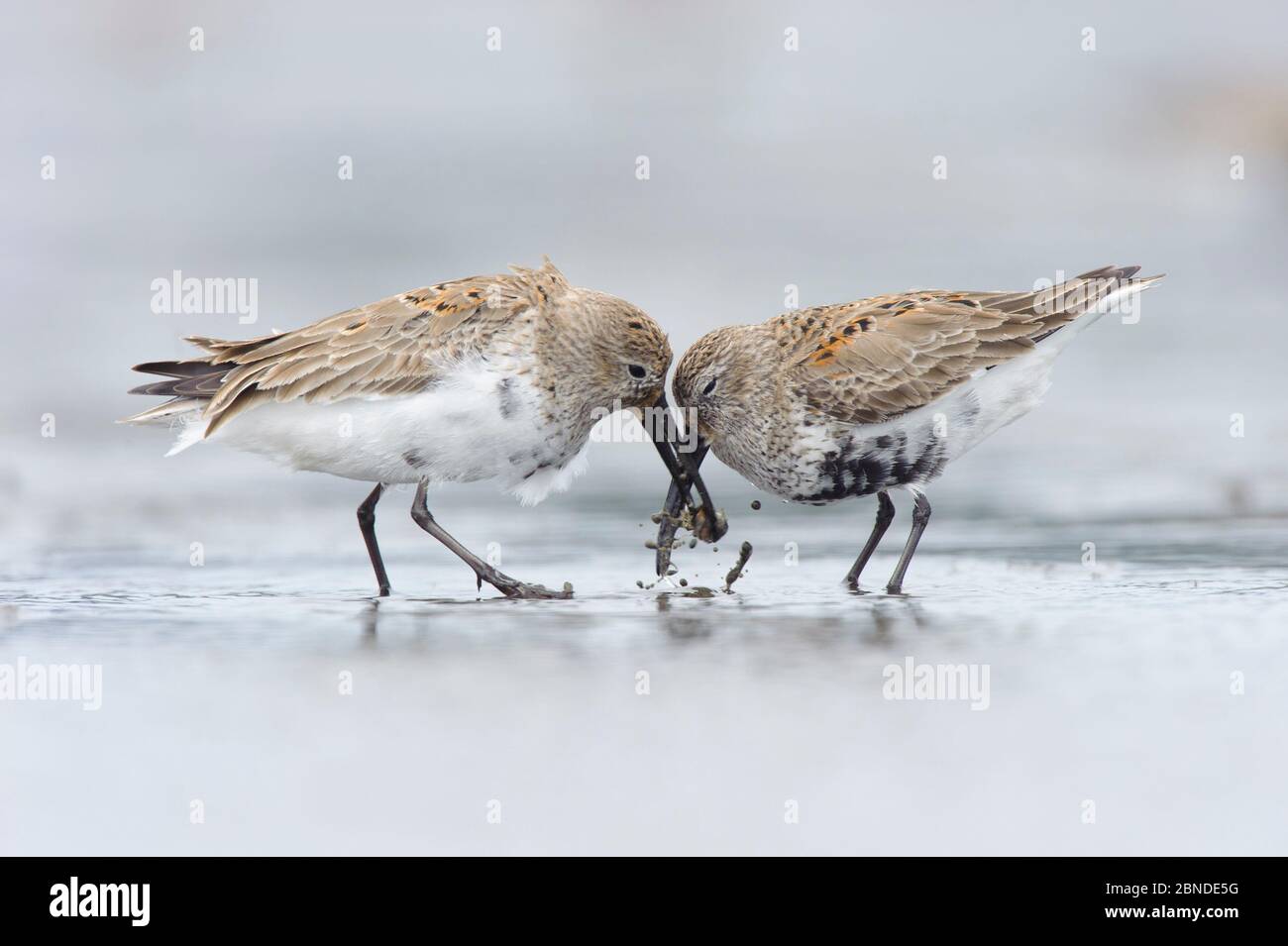 Two adult Dunlin (Calidris alpina) molting into breeding (alternate), competing for a prey item during spring migration. Gray's Harbor County, Washing Stock Photo