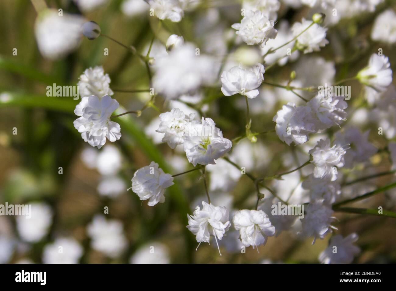 White gypsophila on green background in spring Stock Photo
