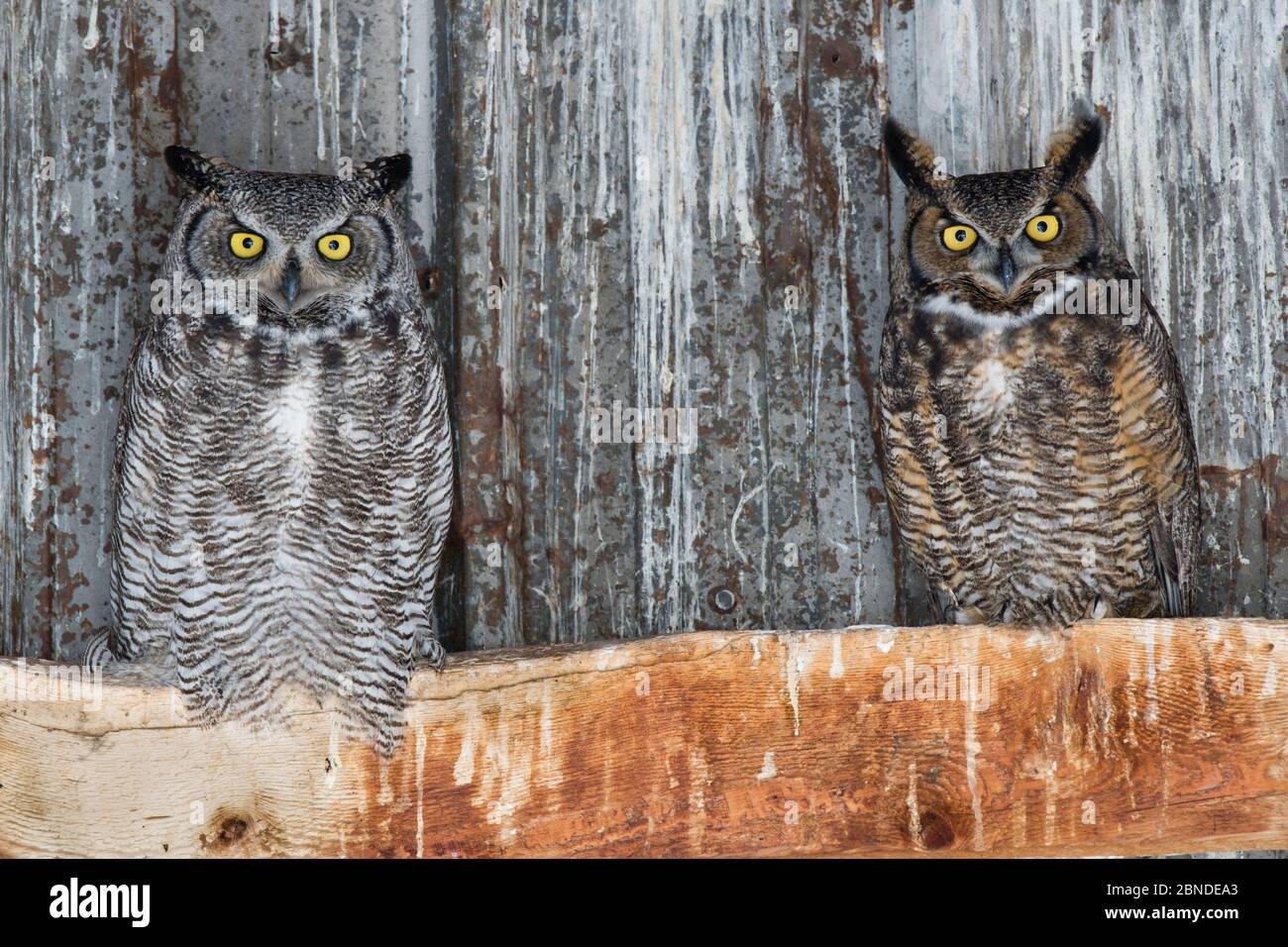 Great horned owls (Bubo virginianus) roosting in an abandoned barn. Idaho, USA. February. Stock Photo