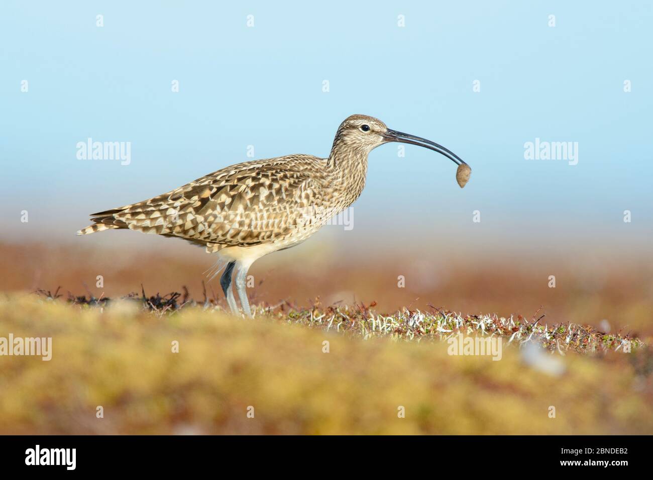 Bristle-thighed curlew (Numenius tahitiensis) on coastal tundra feeding on woolly bear caterpillar pupa. The curlew locates the cocoons by sight and s Stock Photo