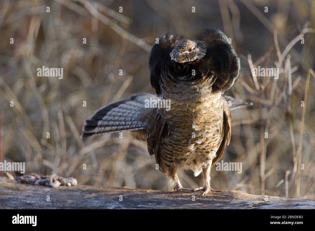 Neck Standing Ruff Neck Ruff High Resolution Stock Photography and Images - Alamy