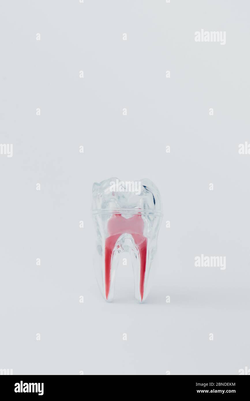 Artificial plastic tooth with red roots on grey background Stock Photo