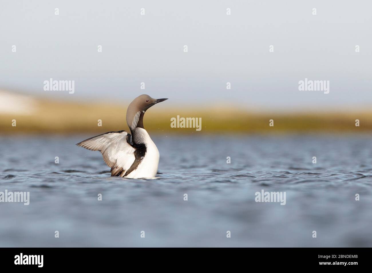 Arctic loon (Gavia arctica) on a tundra lake. Chukotka, Russia. June. Stock Photo