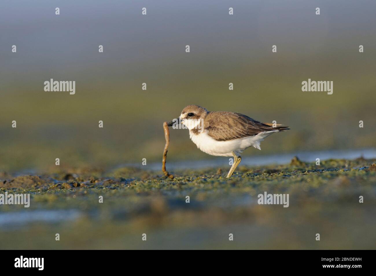 Greater sand plover (Charadrius leschenaultii) in winter plumage with worm prey. Rakhine State, Myanmar. January. Stock Photo