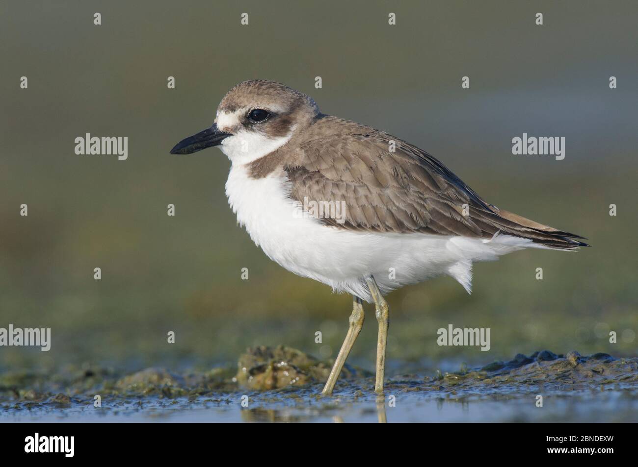 Greater sand plover (Charadrius leschenaultii) in winter plumage foraging on coastal tidal flats. Rakhine State, Myanmar. January. Stock Photo