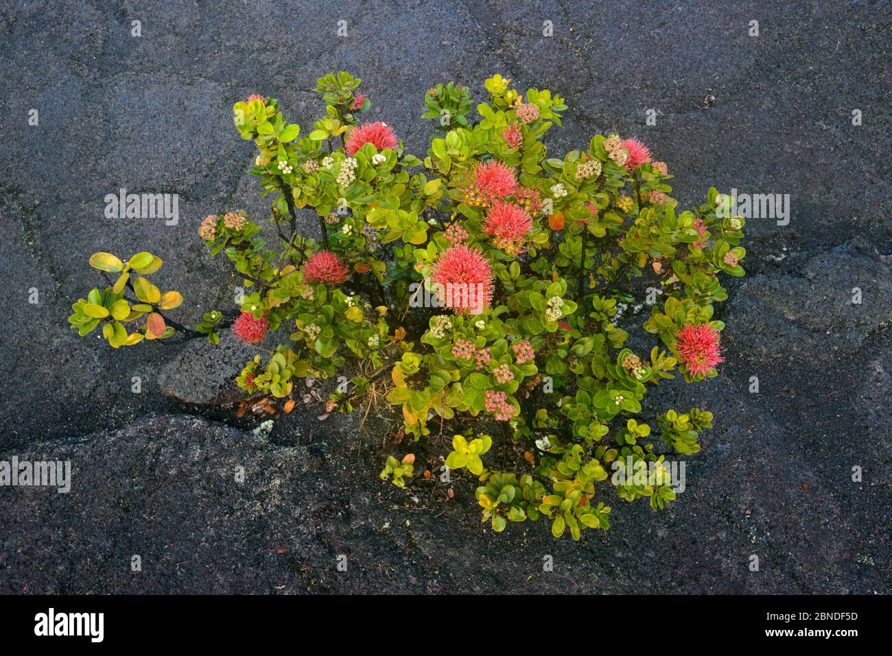 Flowering Ohia (Metrosideros polymorpha) plant sprouting through lava