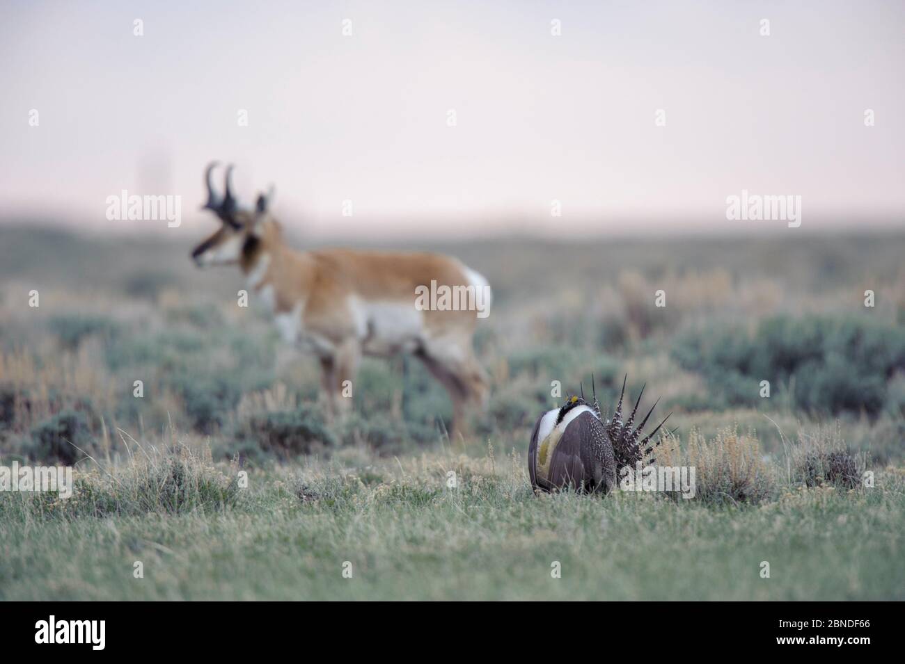 Pronghorn (Antilocapra americana) on a Greater sage-grouse lek (Centrocercus urophasianus) on the Pinedale Mesa Anticline. Sublette County, Wyoming, U Stock Photo