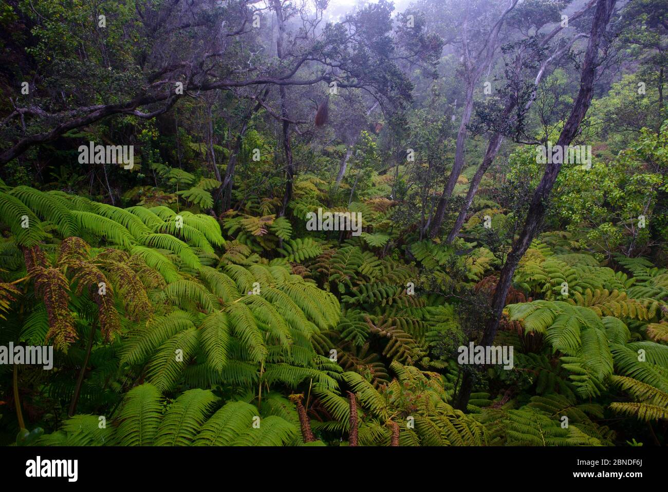 Native Hawaiian forest. Volcano National Park, Hawaii. April Stock