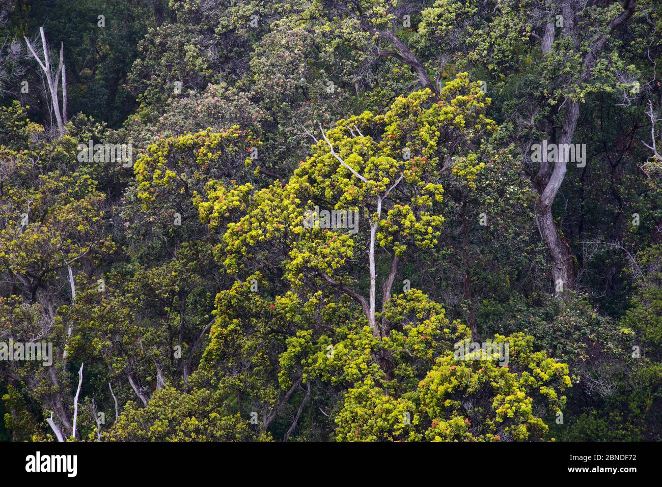 Native Hawaiian forest with Ohia trees (Metrosideros polymorpha) Volcano National Park, Hawaii. April. Stock Photo