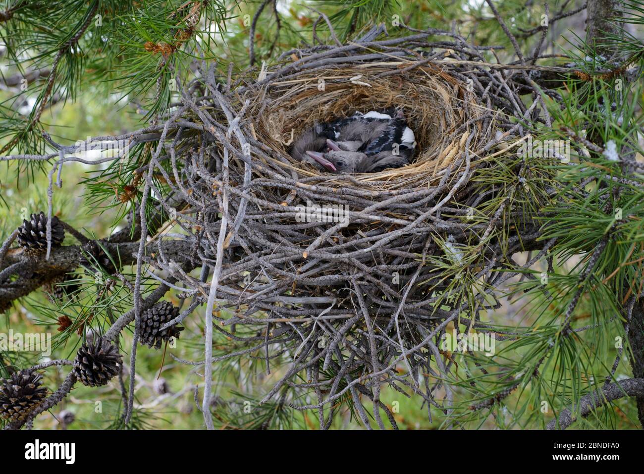 Clark's nutcracker (Nucifraga columbiana) nest and chicks in a Lodgepole pine (Pinus contorta) Teton County, Wyoming, USA. May. Stock Photo