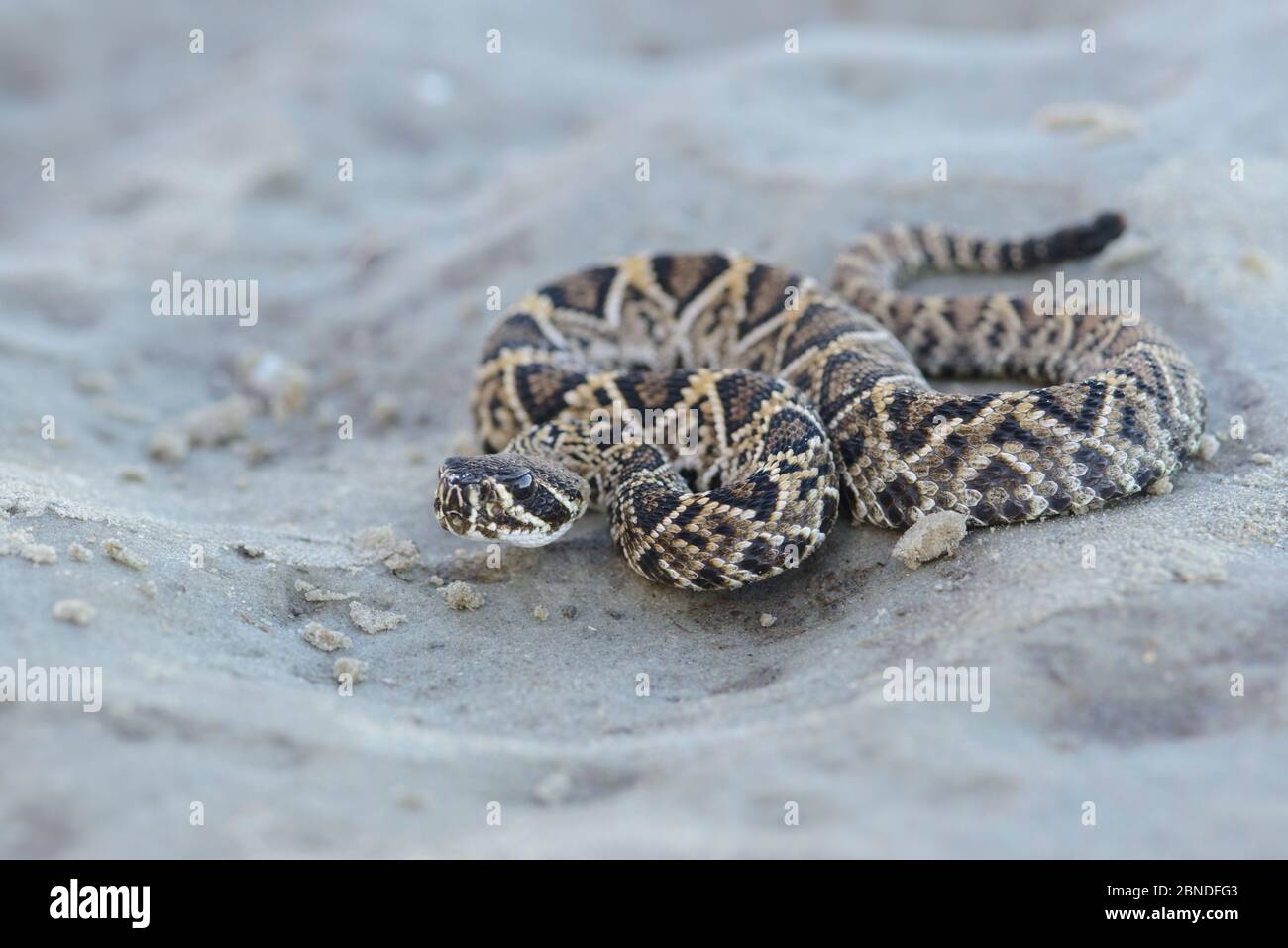 Eastern diamondback rattlesnake (Crotalus adamanteus) juvenile, Glynn County, October