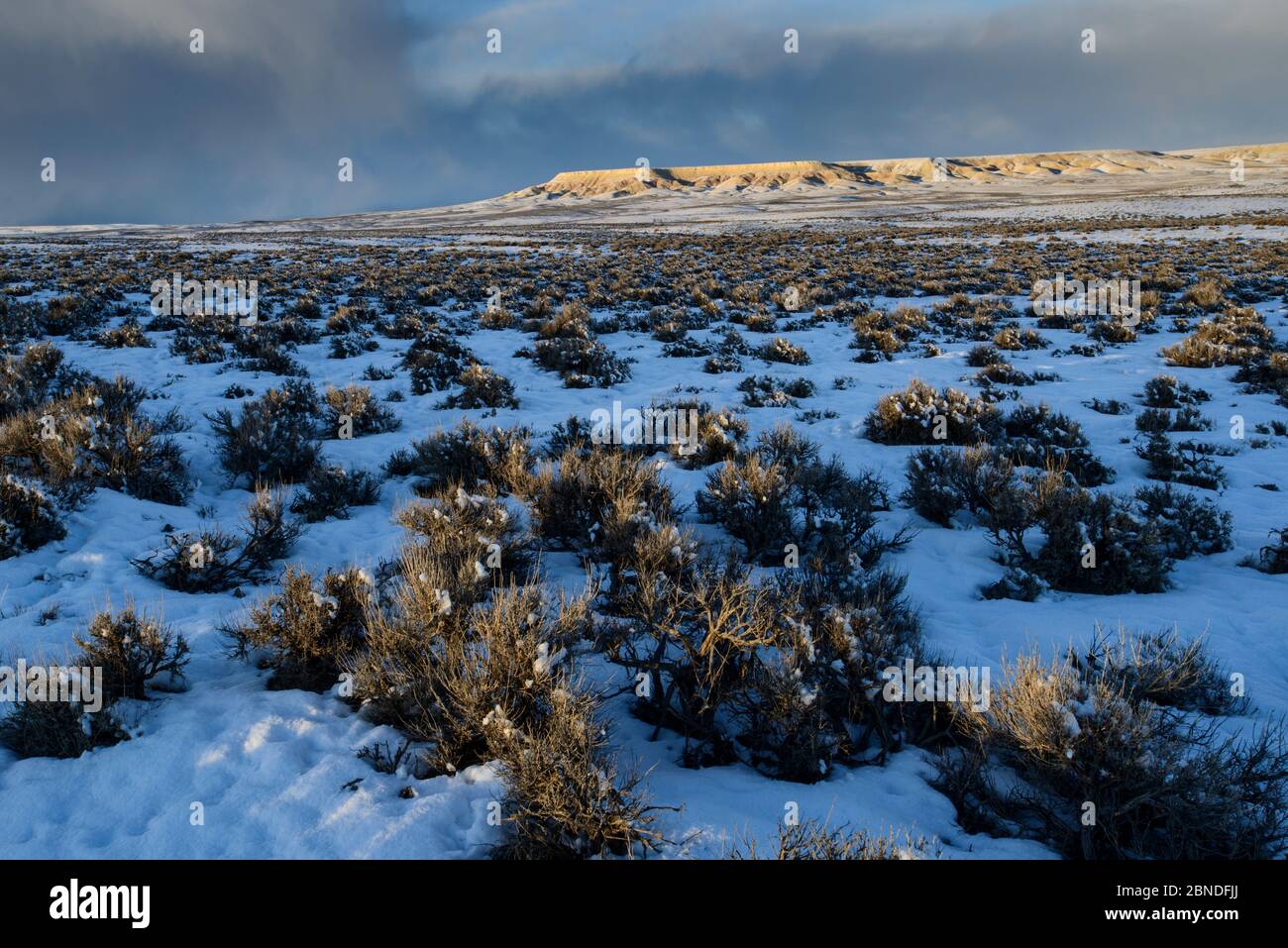Key winter habitat for Greater sage-grouse in the Alkali Basin. This area is under threat of energy development by the Naturally Pressured Lance gas f Stock Photo