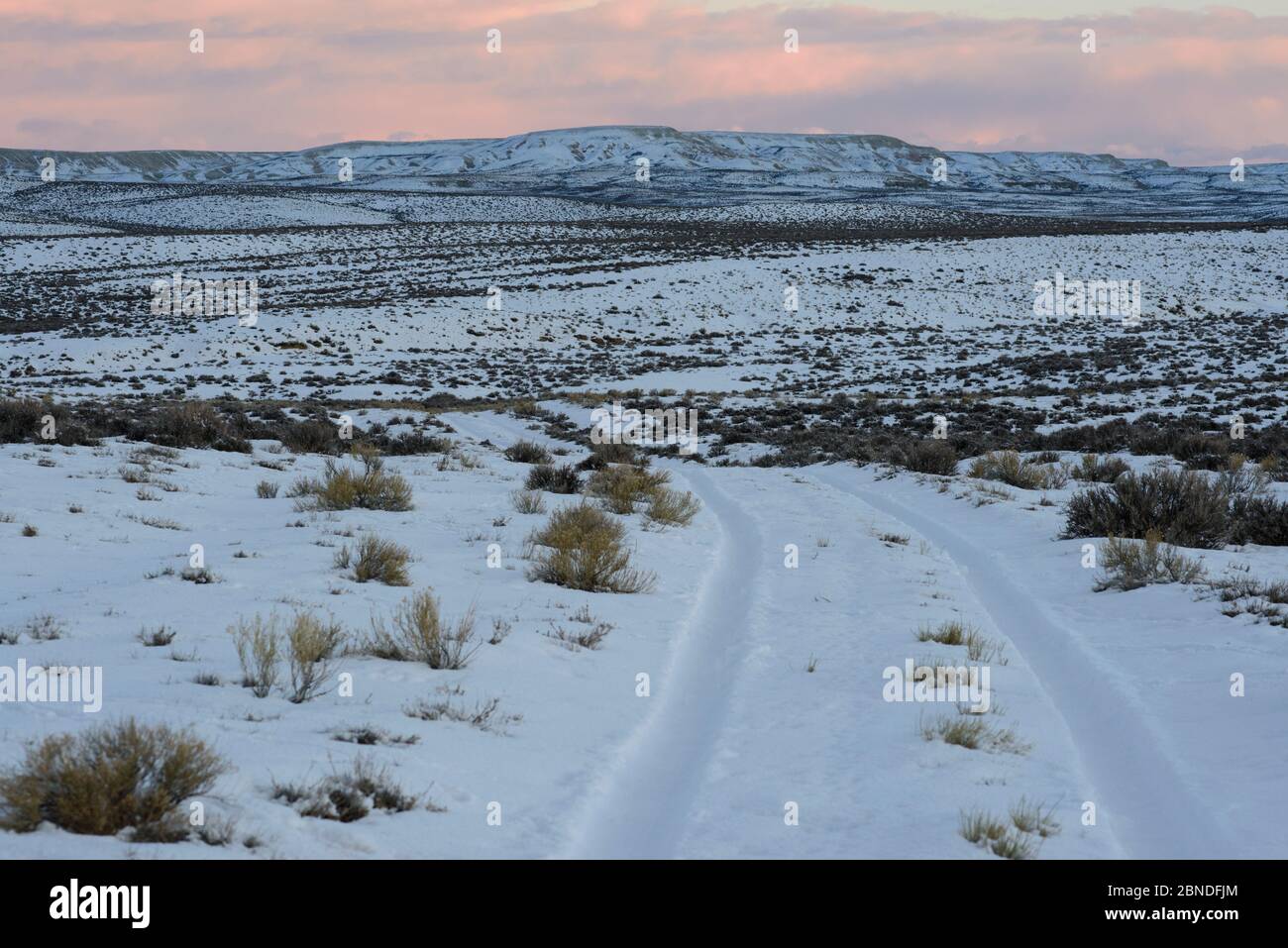 Key winter habitat for Greater sage-grouse in the Alkali Basin. This area is under threat of energy development by the Naturally Pressured Lance gas f Stock Photo
