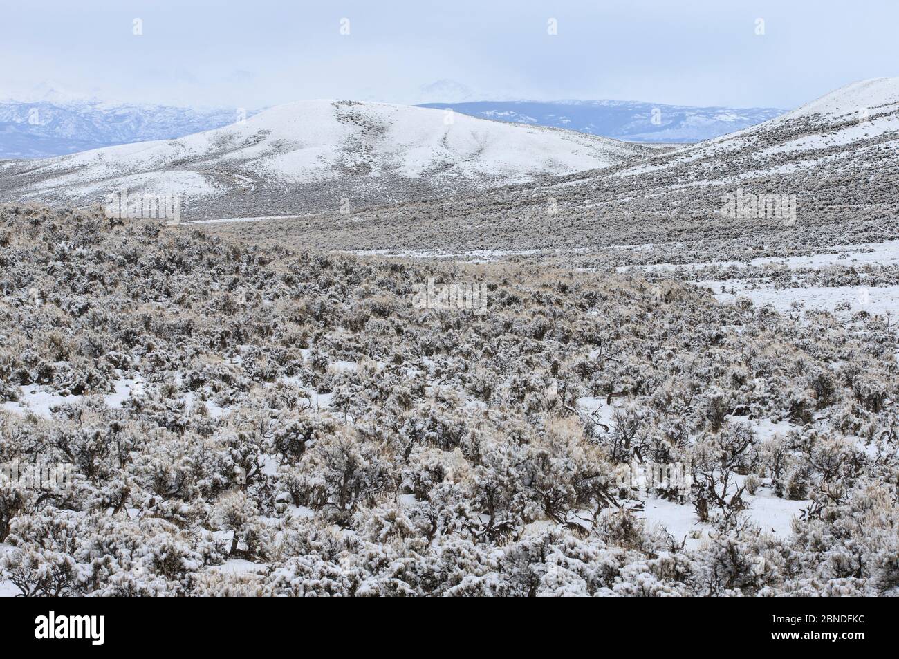 Snow covered sagebrush-steppe landscape north of Big Piney. Sublette County, Wyoming, USA. June. Stock Photo