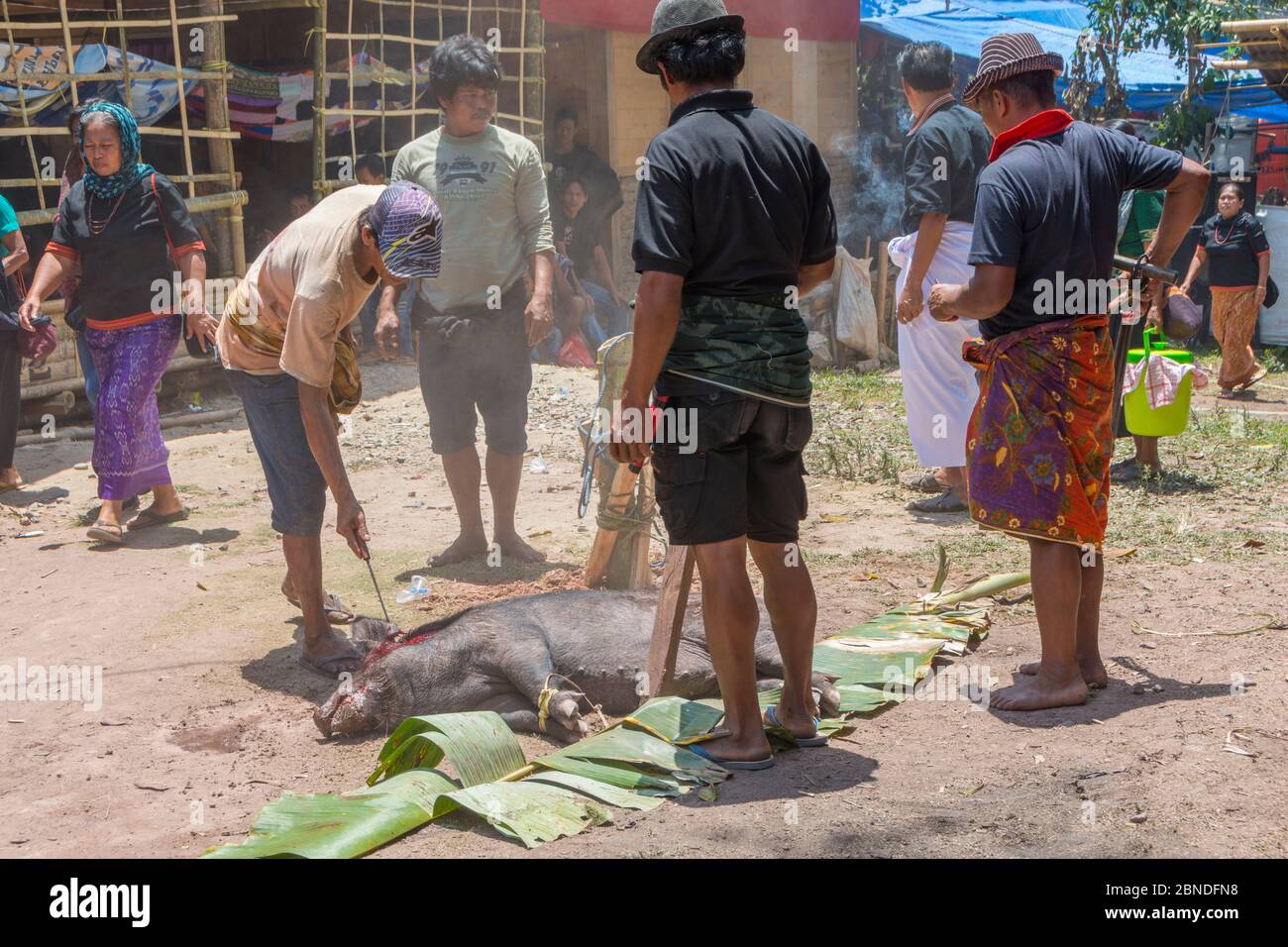Toraja funeral in Buntao, South Sulawesi, Indonesia. The killing of a pig by machete, Stock Photo