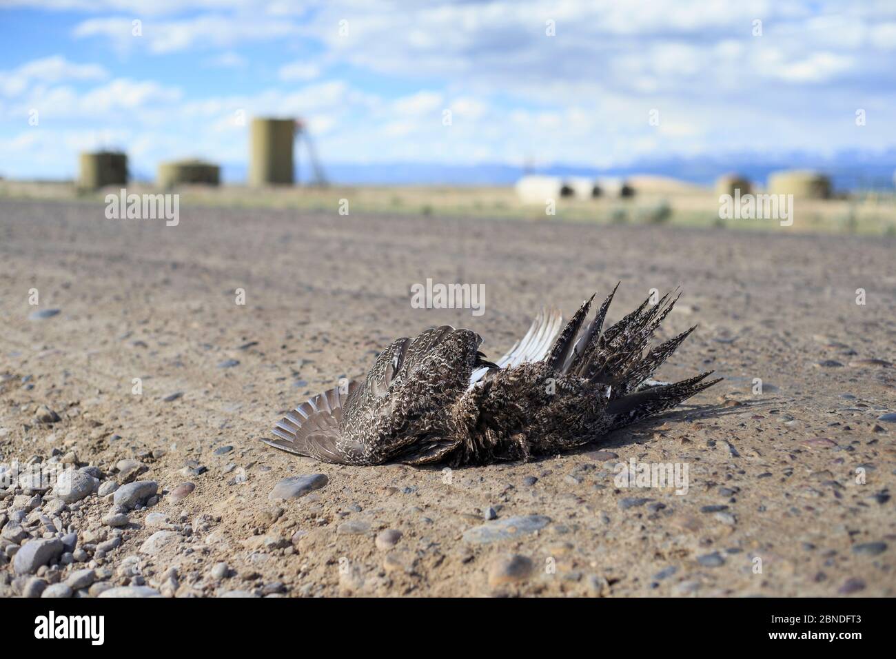 Greater sage-grouse (Centrocercus urophasianus) roadkill, Pinedale Mesa Anticline natural gas development. Sublette County, Wyoming, USA, June. Stock Photo