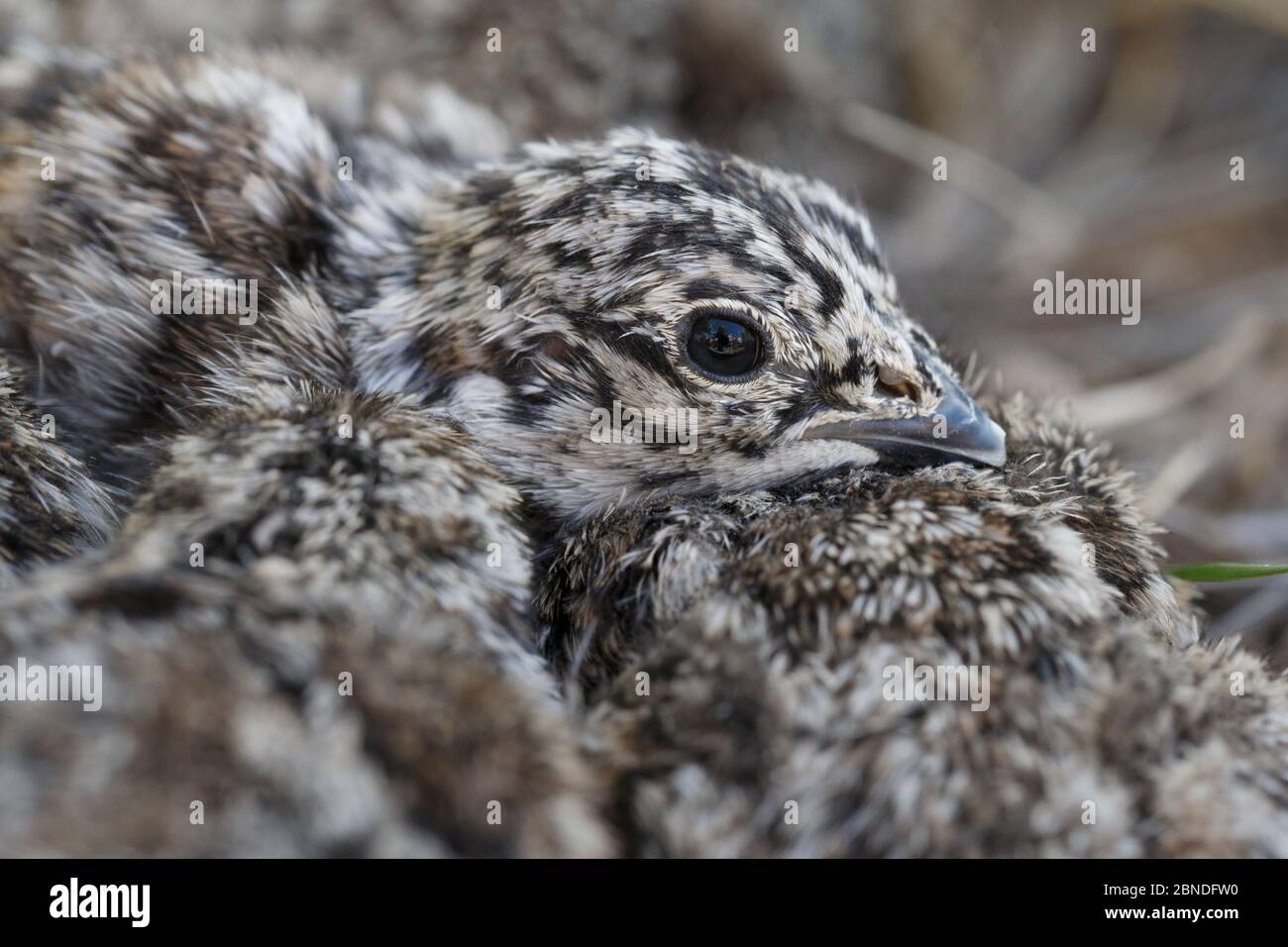 Sage hen hires stock photography and images Alamy