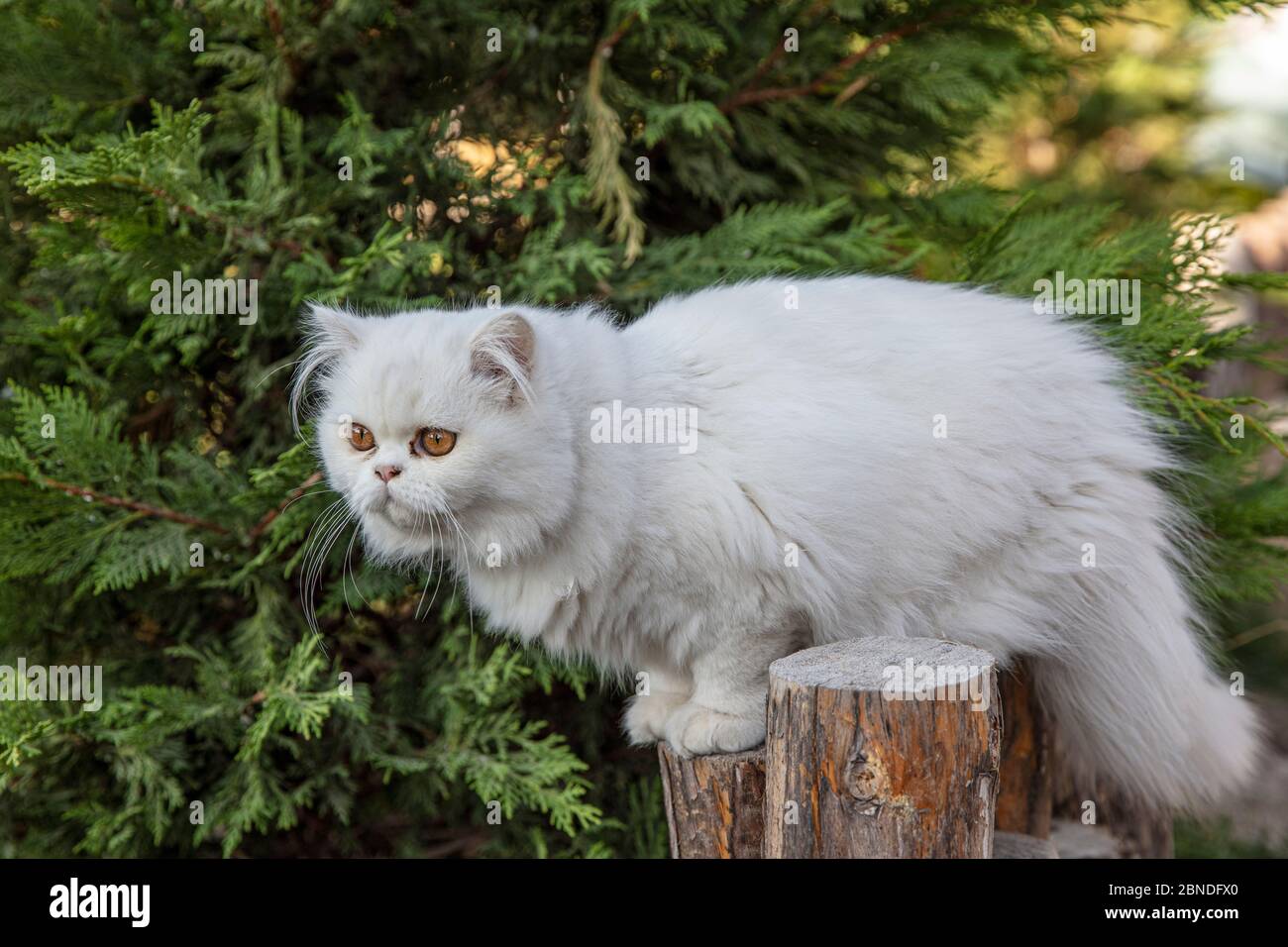 Persian is a cat native to the Persian or Iranian cats were fed in countries in Europe and America for nearly a hundred years. Stock Photo