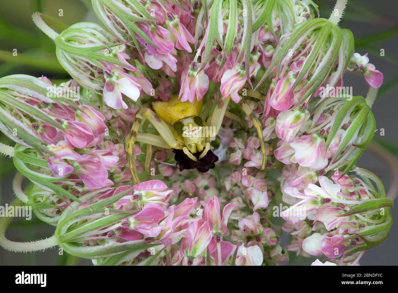 Crab spider (Thomisus onustus) in flower, Fort de Rimplas, Mercantour