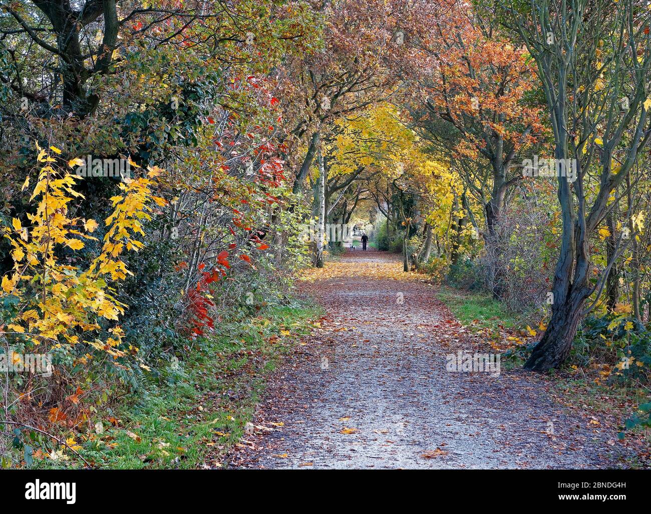 Wirral Way in autumn looking east towards Hadlow Road, Willaston