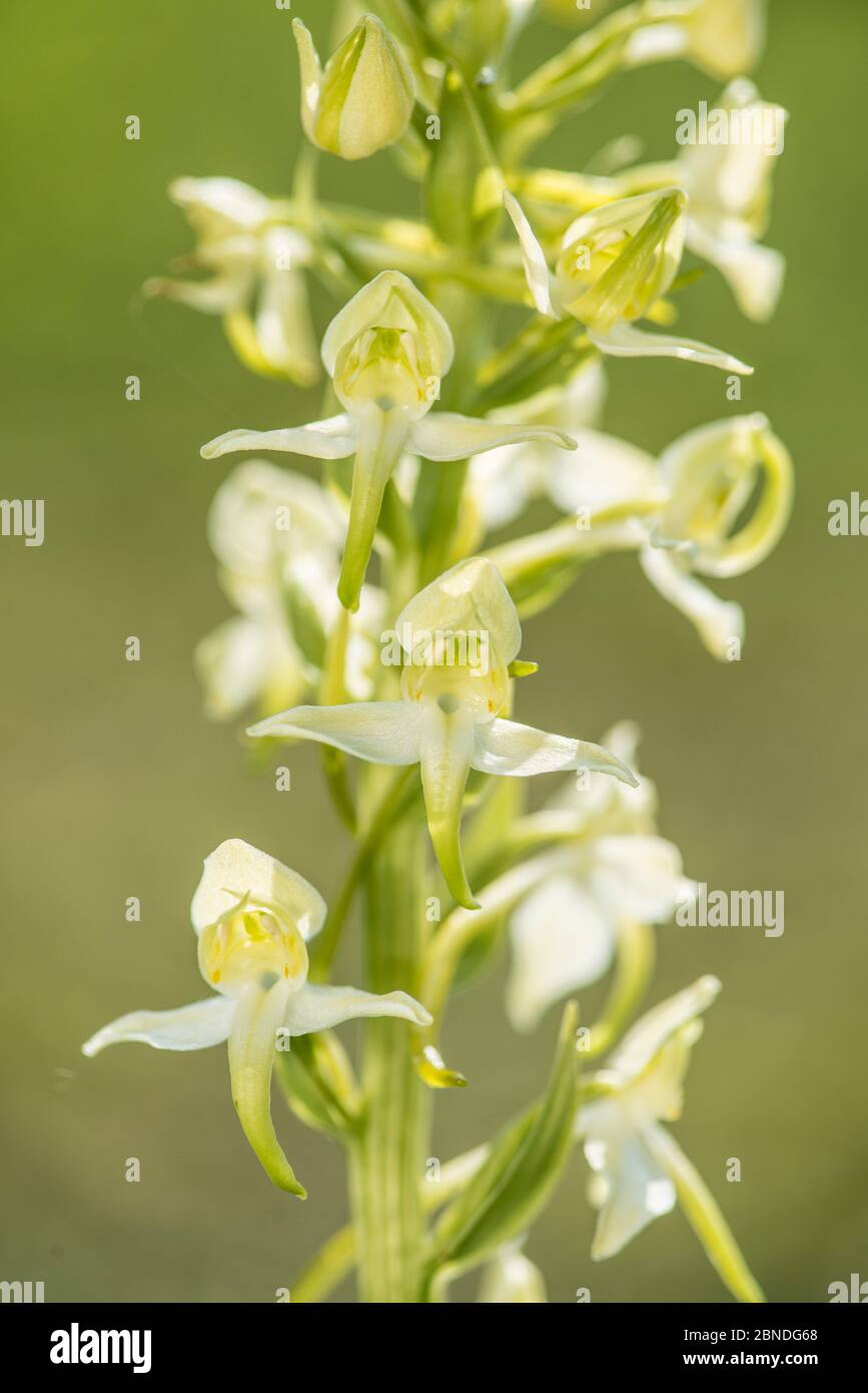 Greater butterfly orchid (Platanthera chlorantha) Kent, England, UK, June. Stock Photo