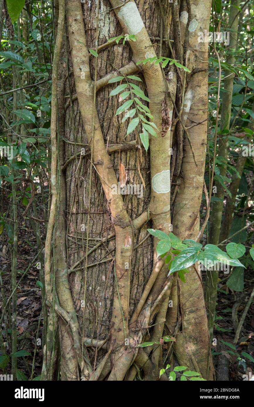 Strangler fig (Ficus sp) on tree, Sabah, Borneo Stock Photo