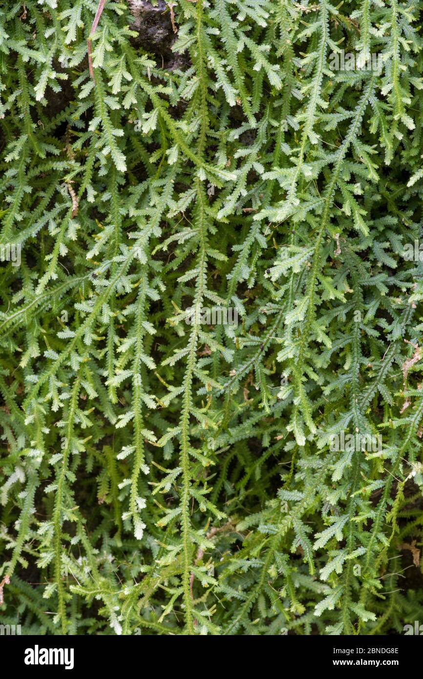 Creeping club moss (Selaginella serpens) Barbados. Stock Photo