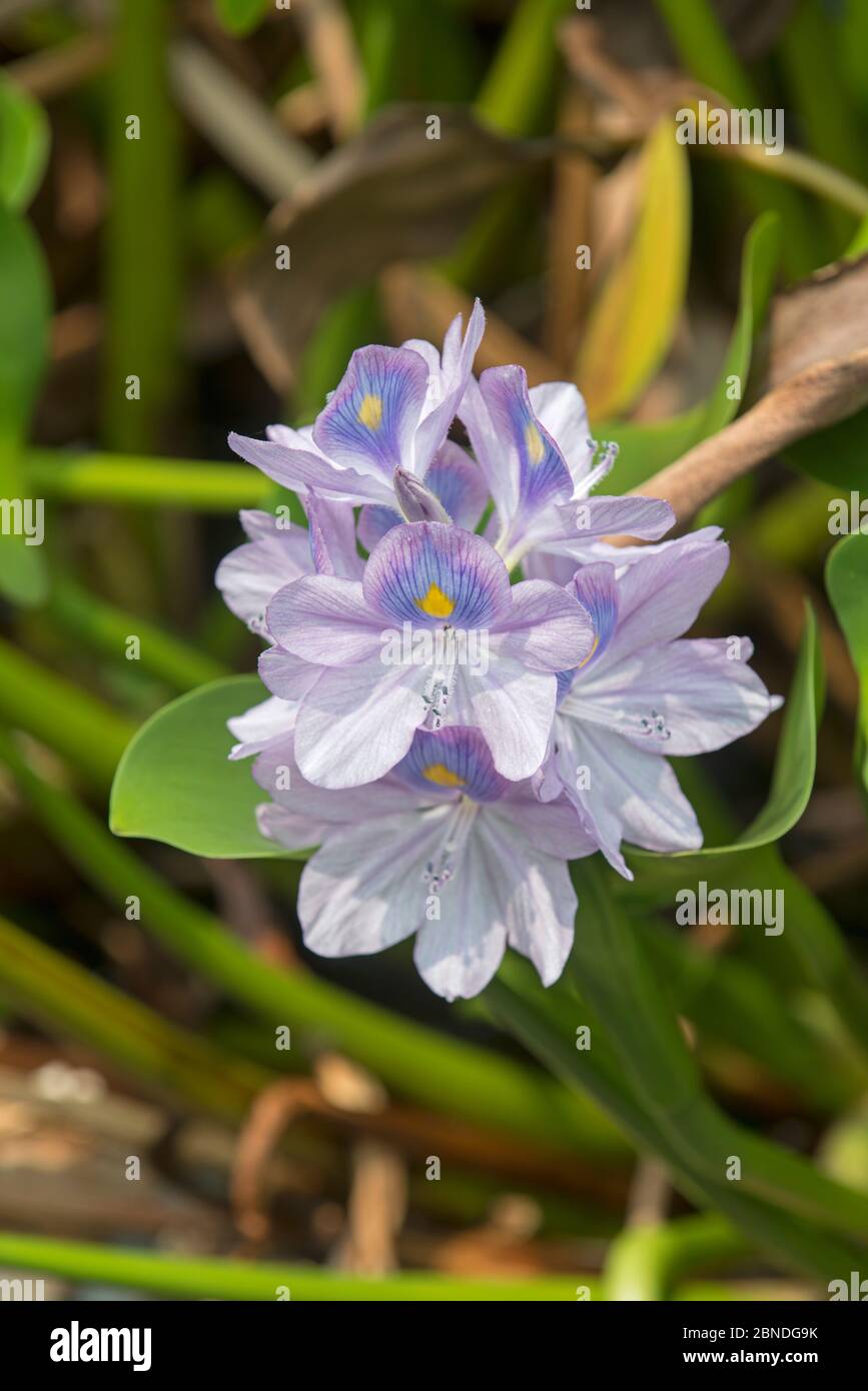 Water hyacinth (Eichhornia crassipes) Sabah, Borneo. Invasive species. Stock Photo