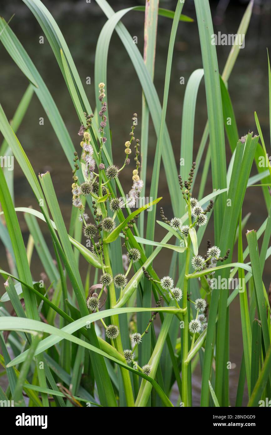 sparganium-erectum-hi-res-stock-photography-and-images-alamy