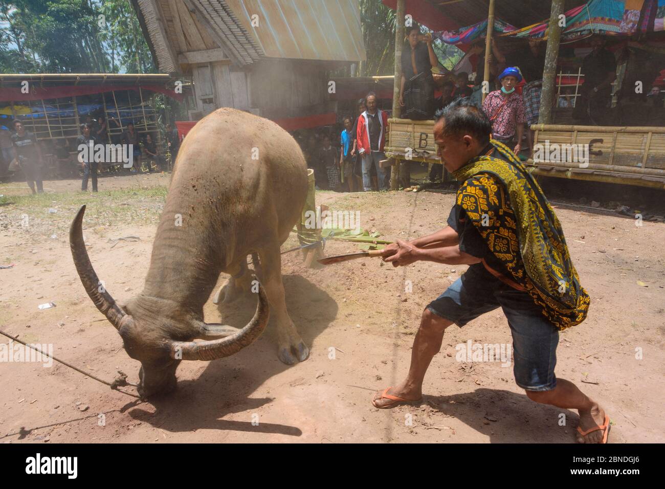 Toraja funeral in Buntao, South Sulawesi, Indonesia. The killing of a water buffalo. Stock Photo