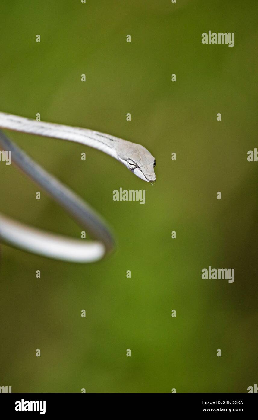 Oriental whip snake (Ahaetulla prasina) Khao Yai National Park, Thailand. Stock Photo
