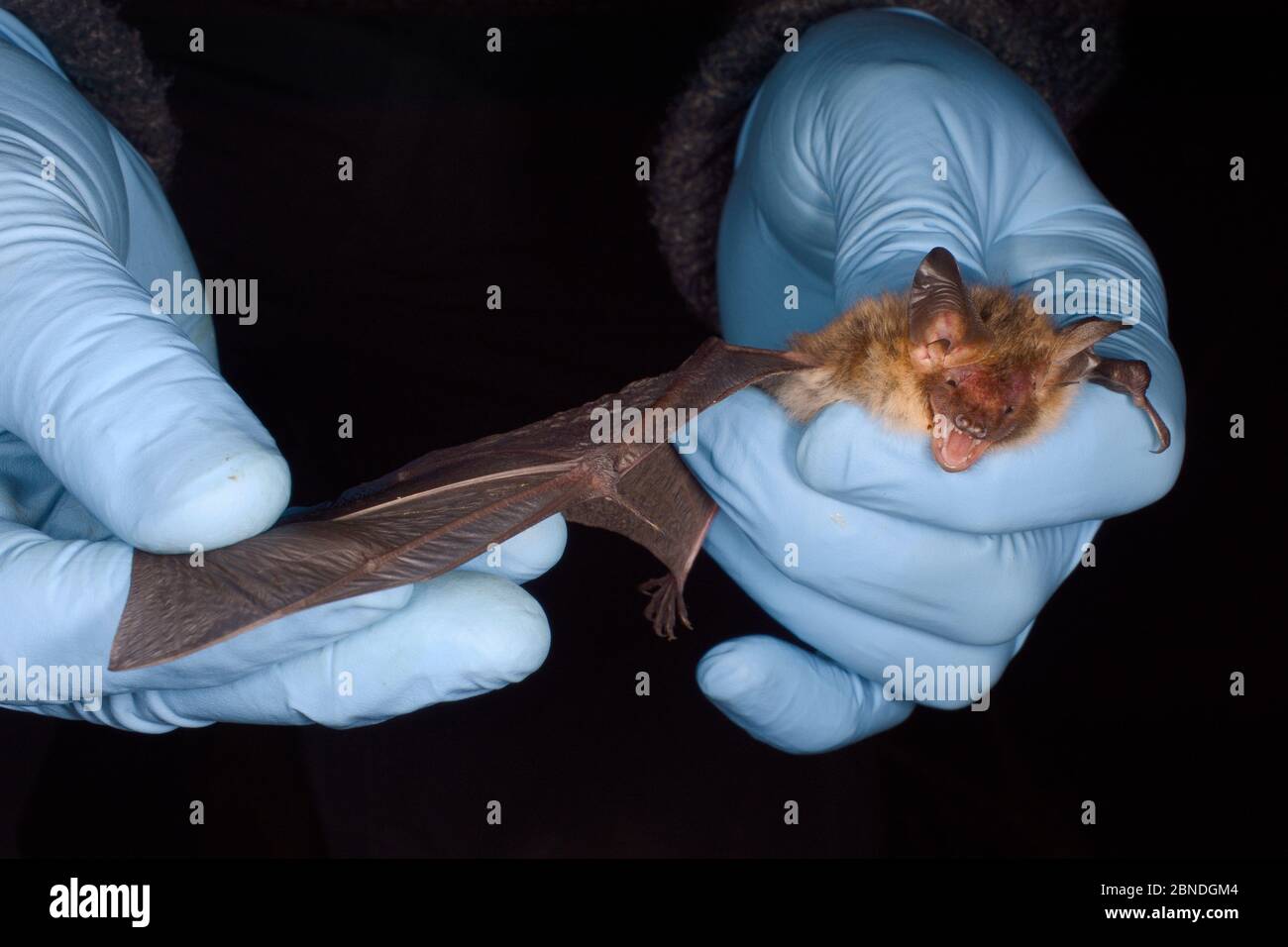 Bechstein's bat (Myotis bechsteinii), a rare, endangered species of