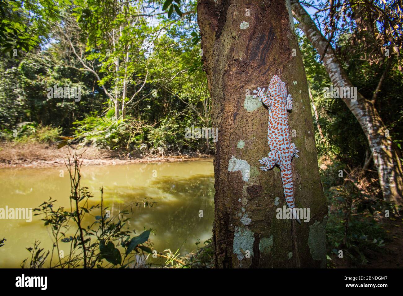 Tokay Gecko Gekko Gecko Khao Yai National Park Thailand Stock Photo 