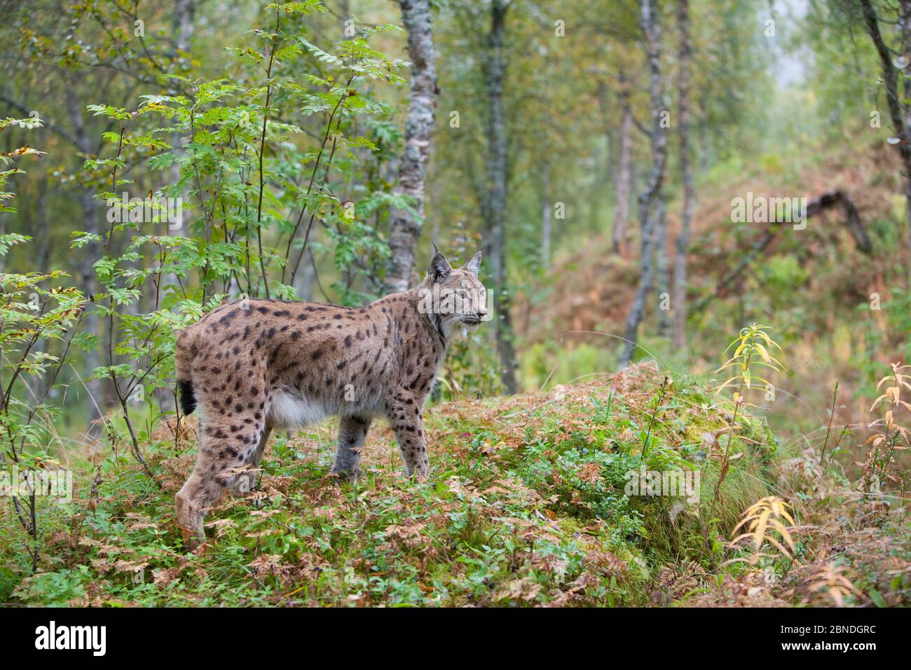 Eurasian lynx (Lynx lynx) in autumnal boreal forest, captive. Norway. September. Stock Photo