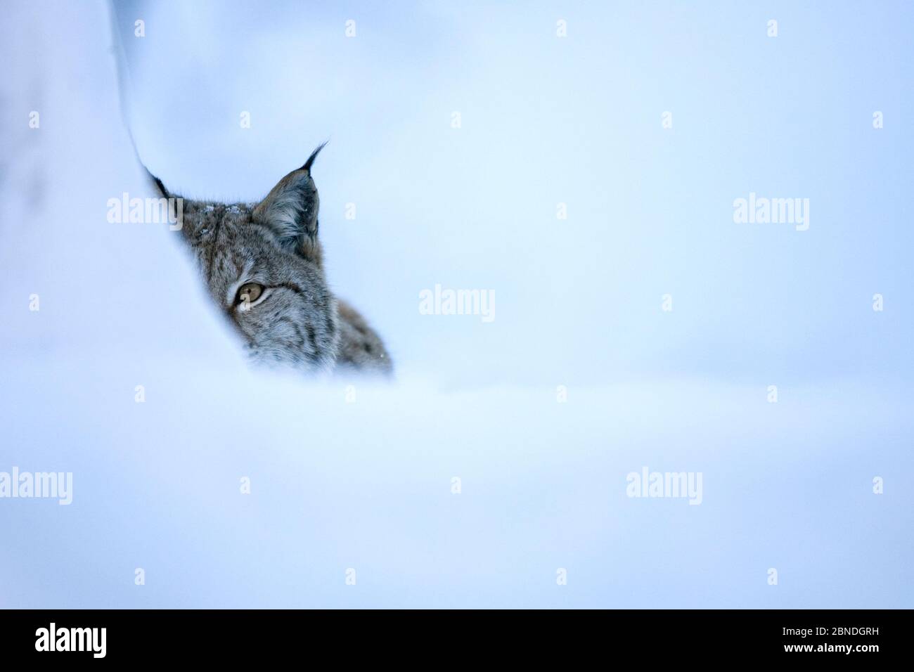 Eurasian lynx (Lynx lynx) half hidden in winter snow, captive. Norway. March. Stock Photo