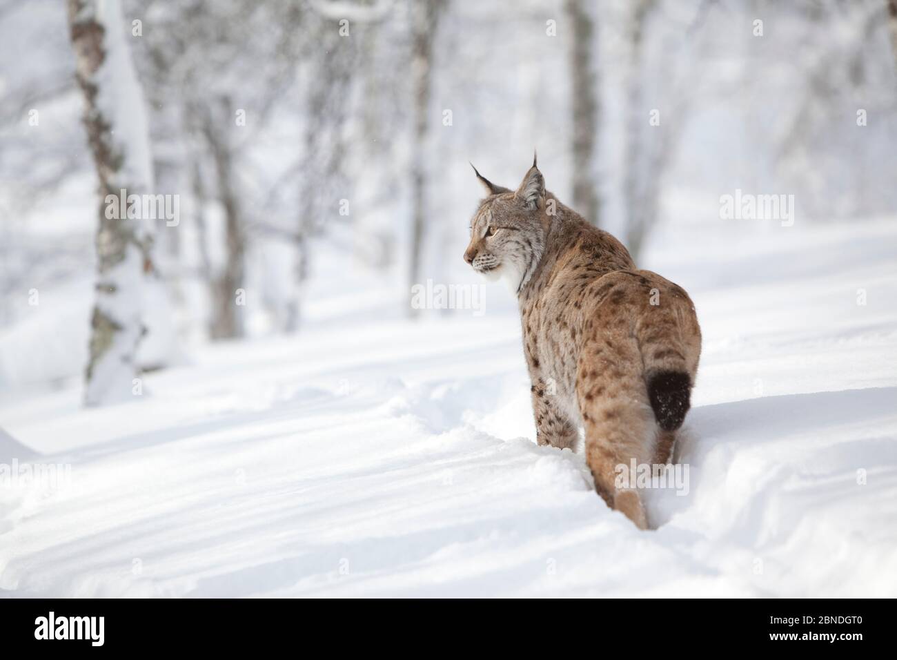 Eurasian lynx (Lynx lynx) rear view showing short tail, walking through snow in winter birch forest, captive. Norway. March. Stock Photo