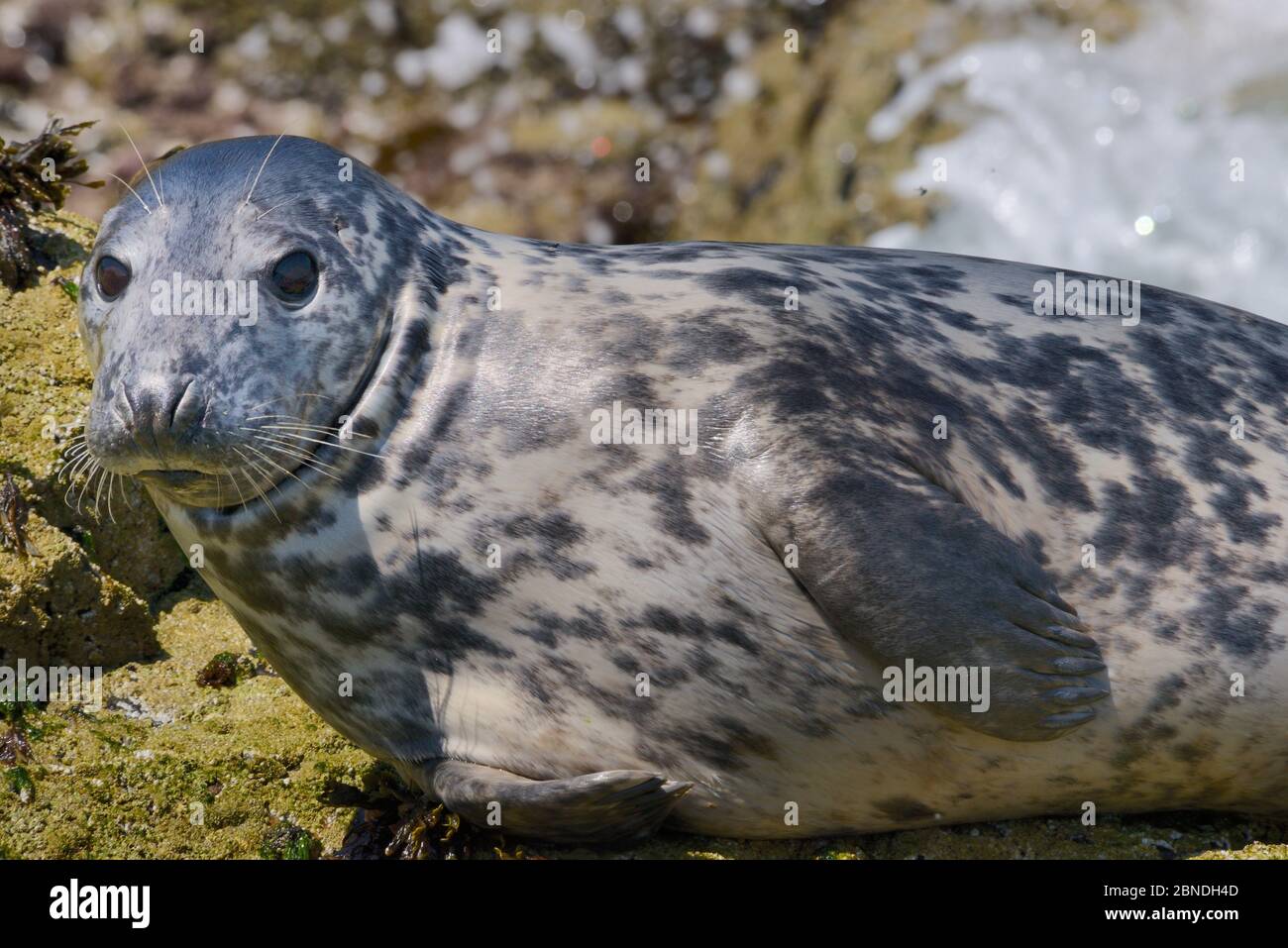 Adult Grey seal (Halichoerus grypus) resting on barnacle encrusted ...