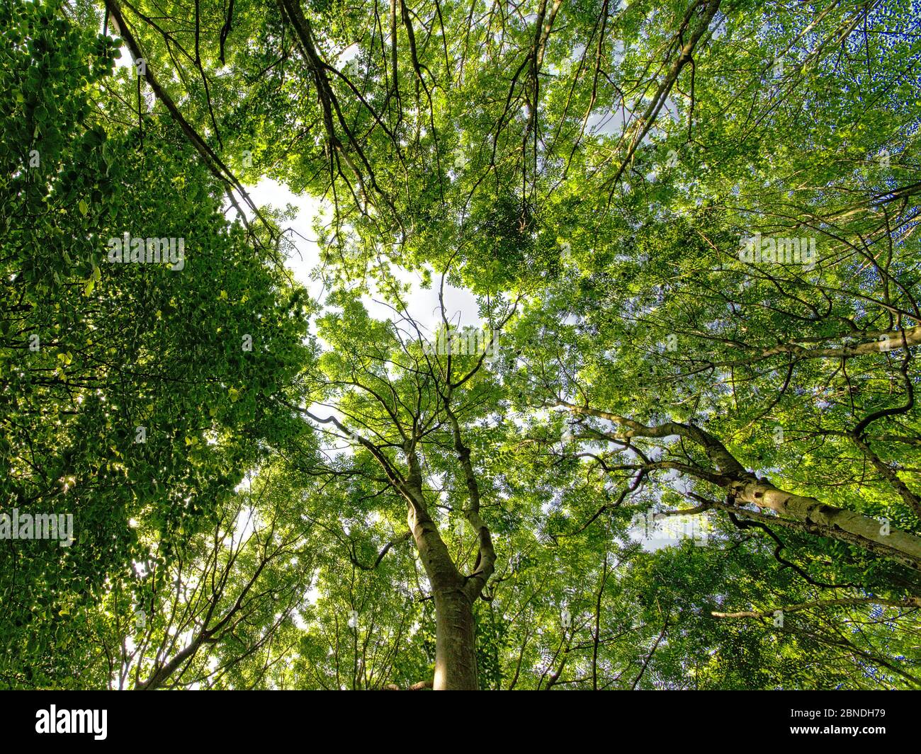 Tree canopy from below spring hi-res stock photography and images - Alamy