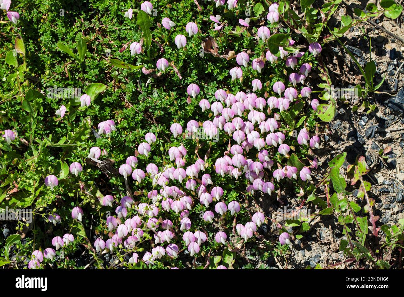 Mount Cenis restharrow (Ononis cristata) Vercors Regional Natural Park, France, June. Stock Photo