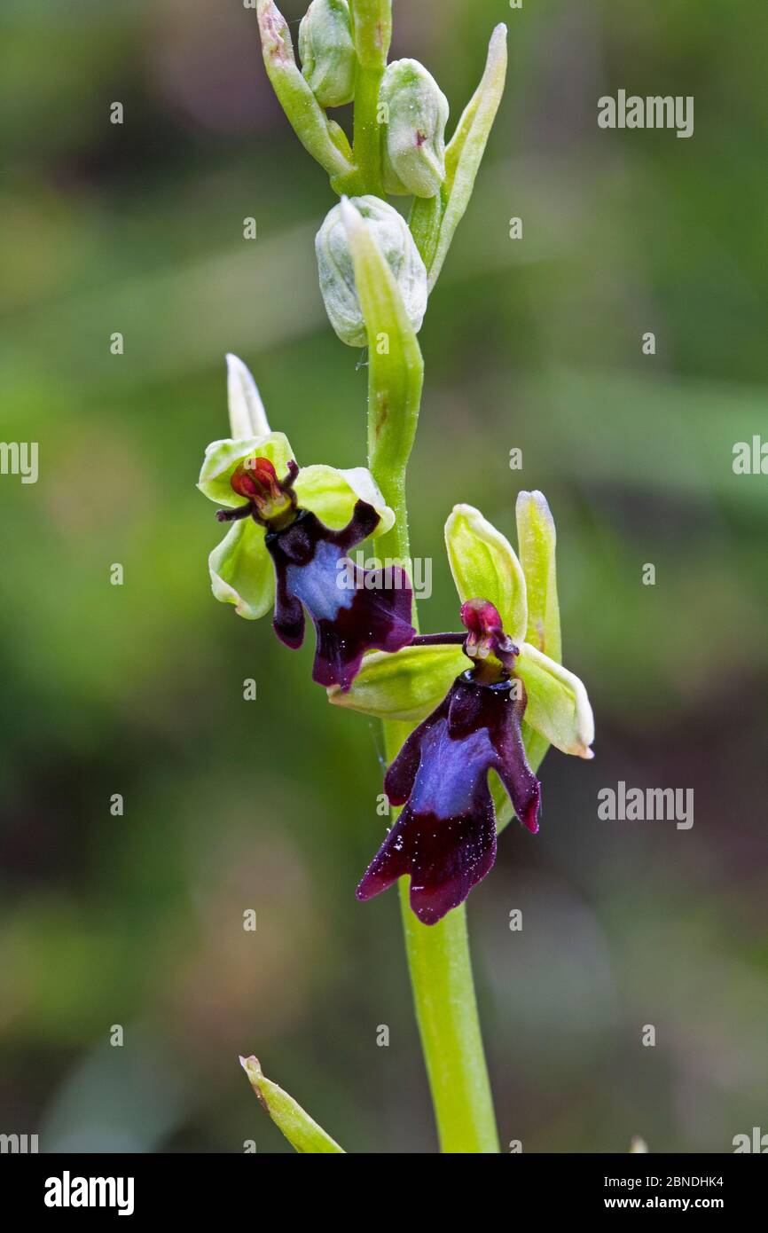 Fly orchid (Ophrys insectifera) close up, Vercors Regional Natural Park, Vercors, France, June. Stock Photo