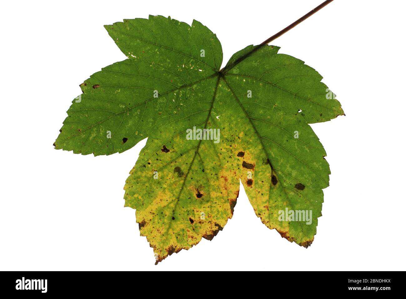 Sycamore (Acer pseudoplatanus) cut out on white background, showing Tar-spot fungus (Rhytisma acerinum). Stock Photo
