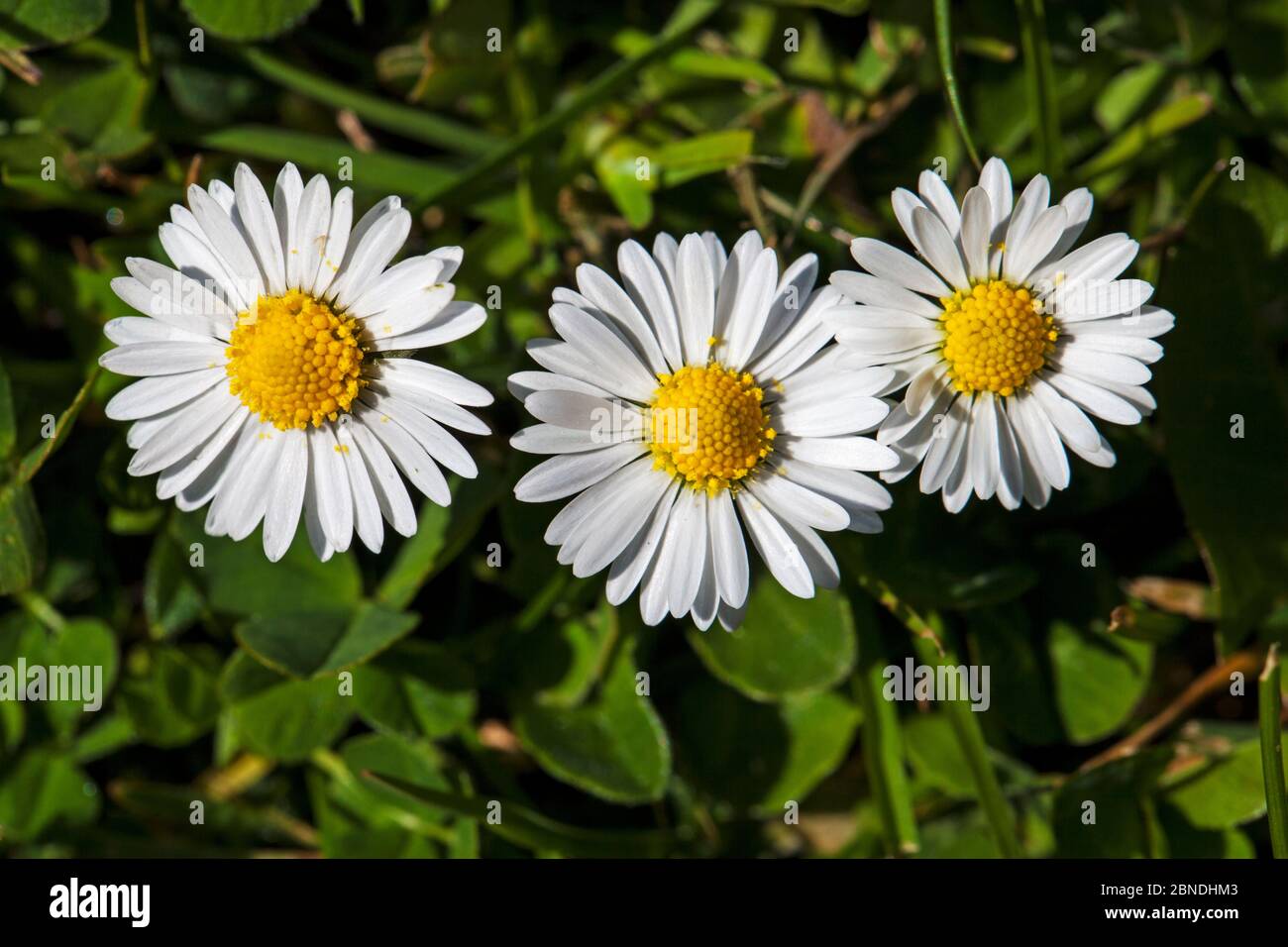 Daisy (Bellis annua) in garden lawn, Ringwood, Hampshire, England, UK, May. Stock Photo