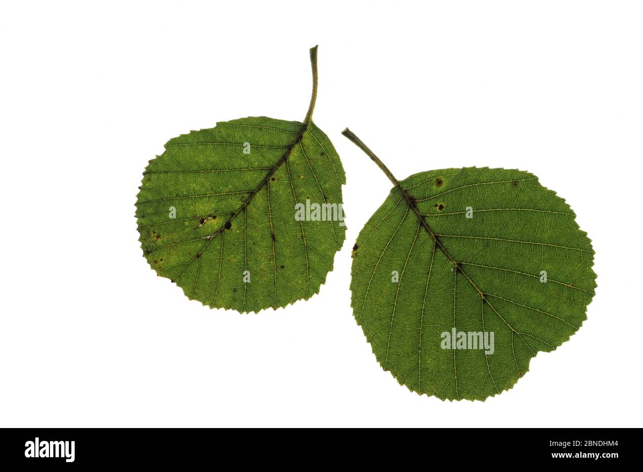 Common alder (Alnus glutinosa) leaves on white background. Stock Photo