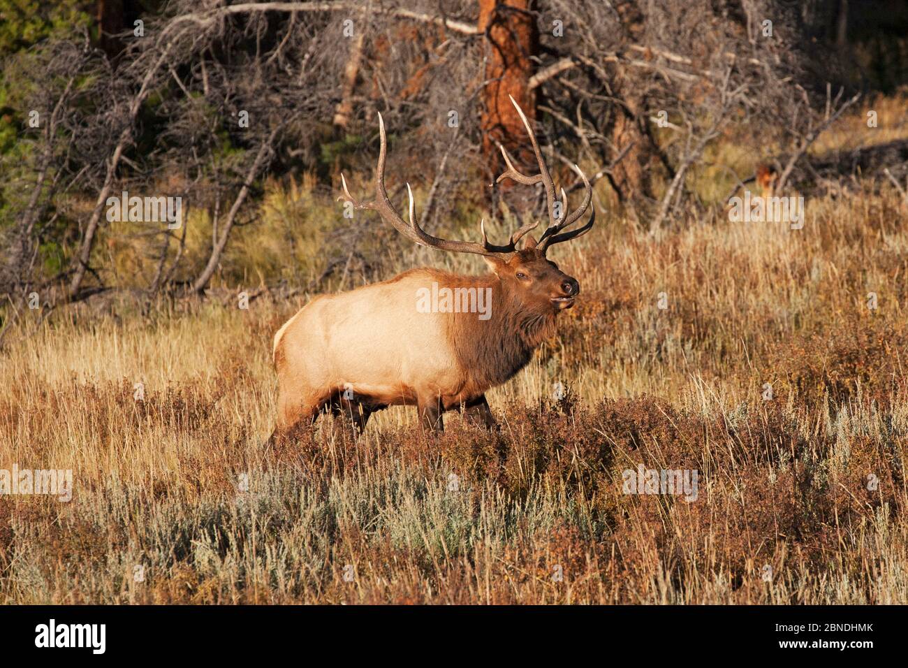 Rocky mountain elk (Cervus canadensis nelsoni) male calling during the ...