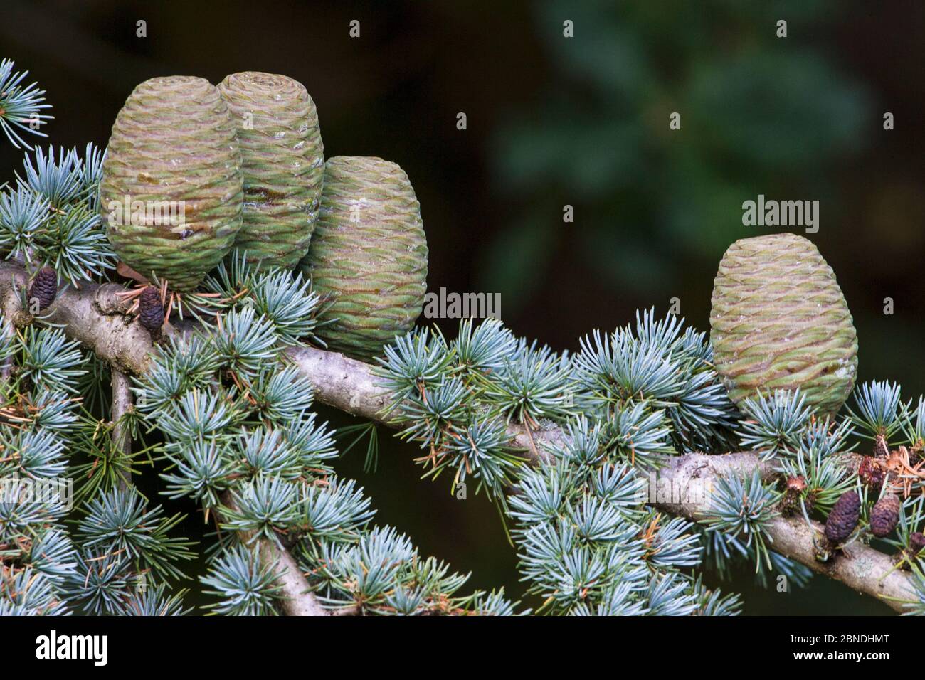Blue atlas cedar (Cedrus atlantica glauca) cones, Swanwick, Derbyshire, England, UK, October. Stock Photo
