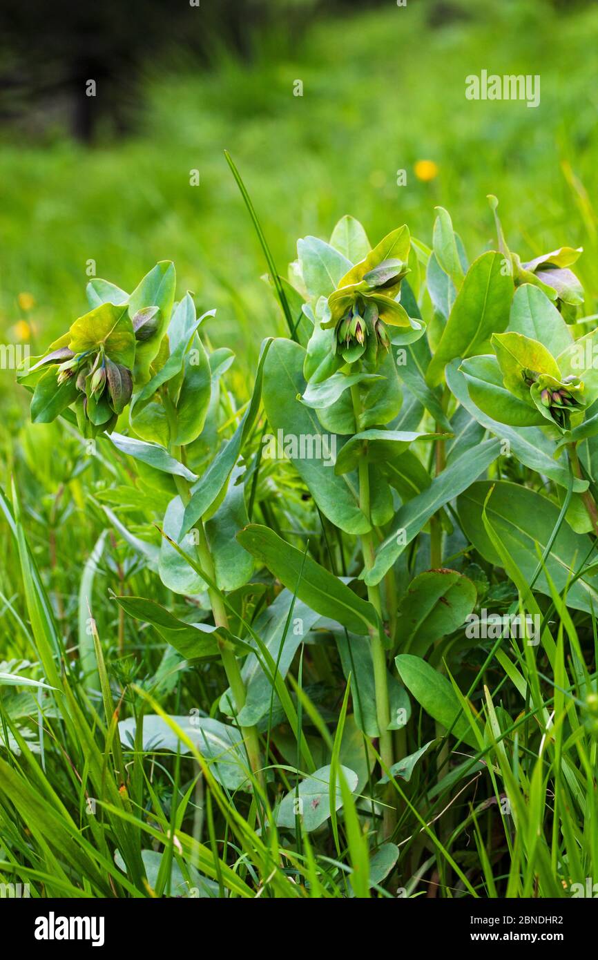 Smooth honeywort (Cerinthe glabra) Vercors Regional Natural Park, France, June. Stock Photo