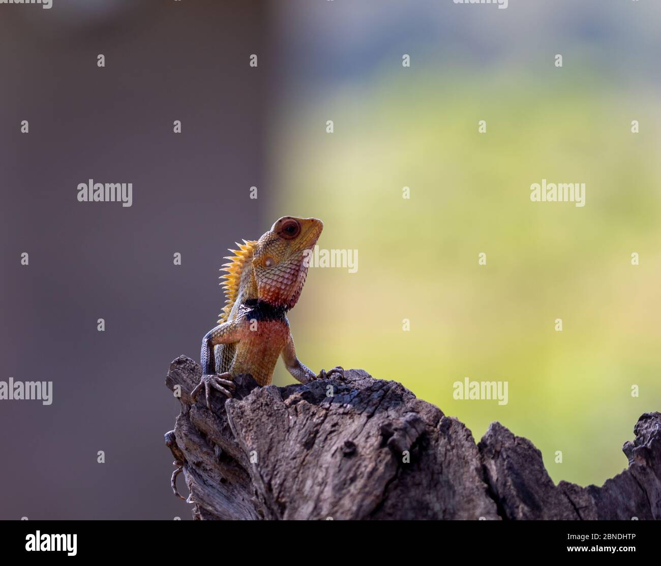 Alert colorful orange and blue crested iguana in profile with head raised against a blurred outdoor background with copy space Stock Photo