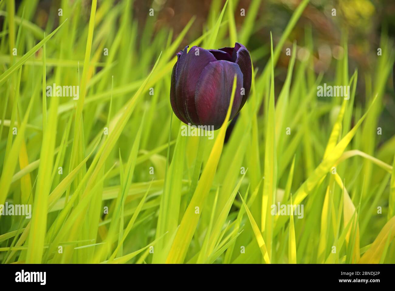 Close up of a dark red or burgandy or purple tulip flower in bloom against a green grass background, in the public garden, Stavanger, Norway. Stock Photo
