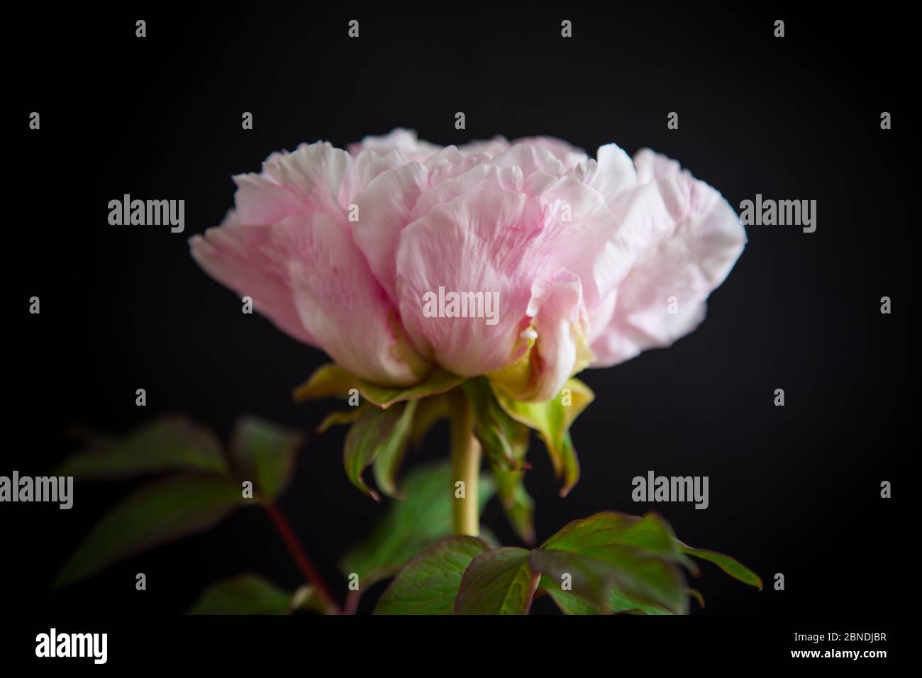 blooming pink tree peony flower on black background Stock Photo